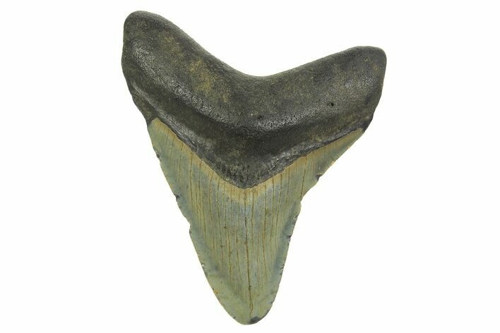Fossil Megalodon Tooth - North Carolina #298870